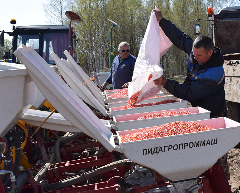 В КУСХП «Улльский» начали сев кукурузы на зерно